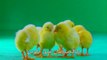 اغنية اطفال هالصيصان Teach Kids Arabic - Arabic Song These Chicks