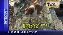 Japanese Dog Refuses to Leave Injured Friend Behind Ultimate Loyalty