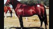 Idoole de Chanteau (WB) - Etalon agréé Welsh Pony et améliorateur PFS