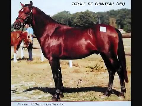 Idoole de Chanteau (WB) - Etalon agréé Welsh Pony et améliorateur PFS