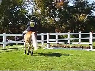 Jumping Haflinger