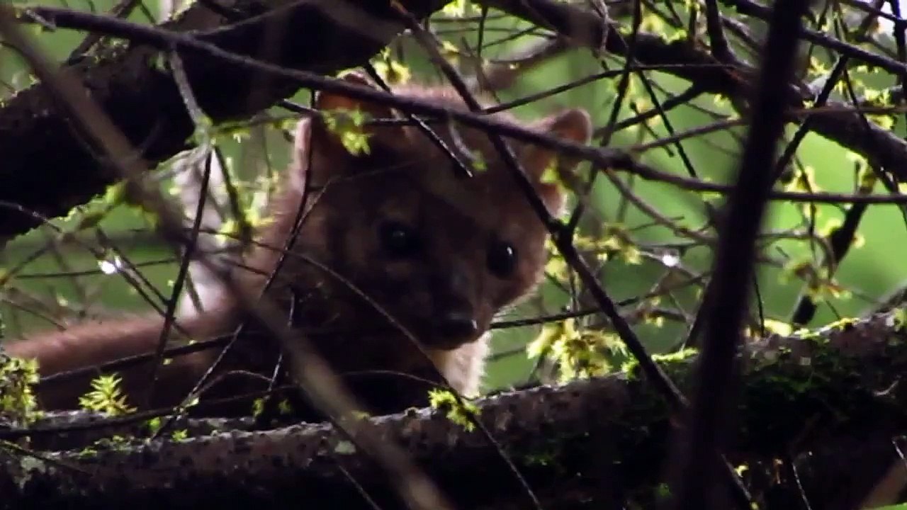 American Marten (Pine Marten)  - Vancouver island