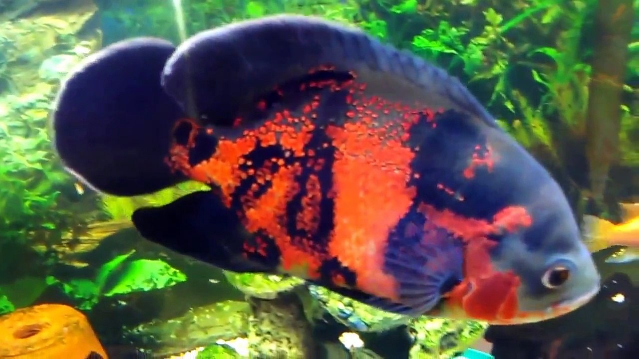 Tiger oscar
