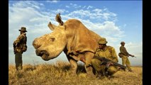 Northern white rhino bull tightly controlled last 24 hours - April 2015 -