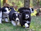 Filhotes de Border Collie - Canil Emporium dos Cães