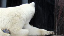 Ikor the Polar bear 