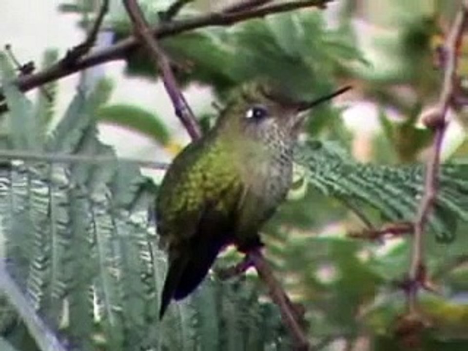 PICAFLOR (Sephanoides sephaniodes)
