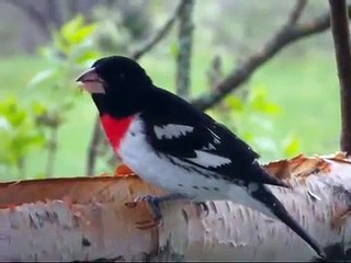 Quelques oiseaux de 2009