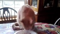 Funny cat videos Weird Cat Eating Method Video Funny Animal Videos funny videos