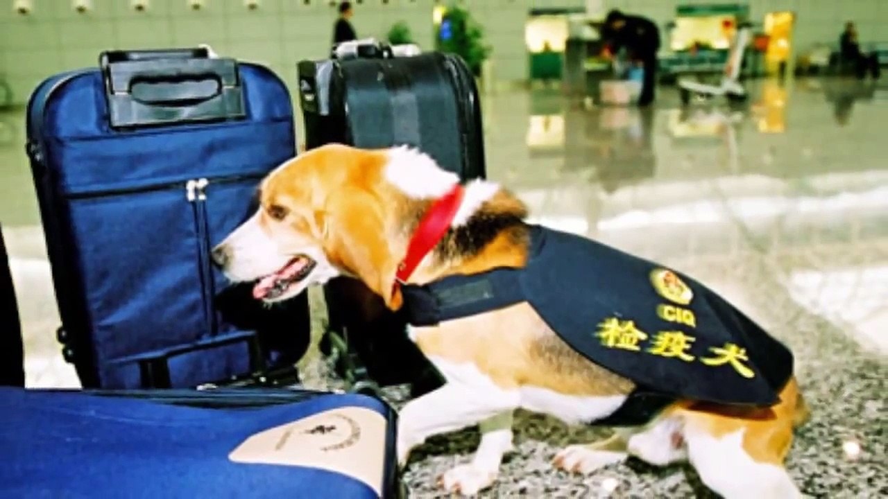 La vérité sur les Beagles