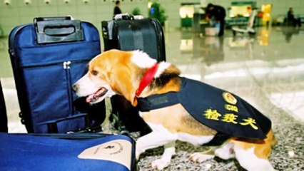 La vérité sur les Beagles