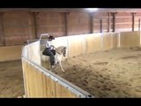 Sunny's High Stepper- Speedy Racking Horse