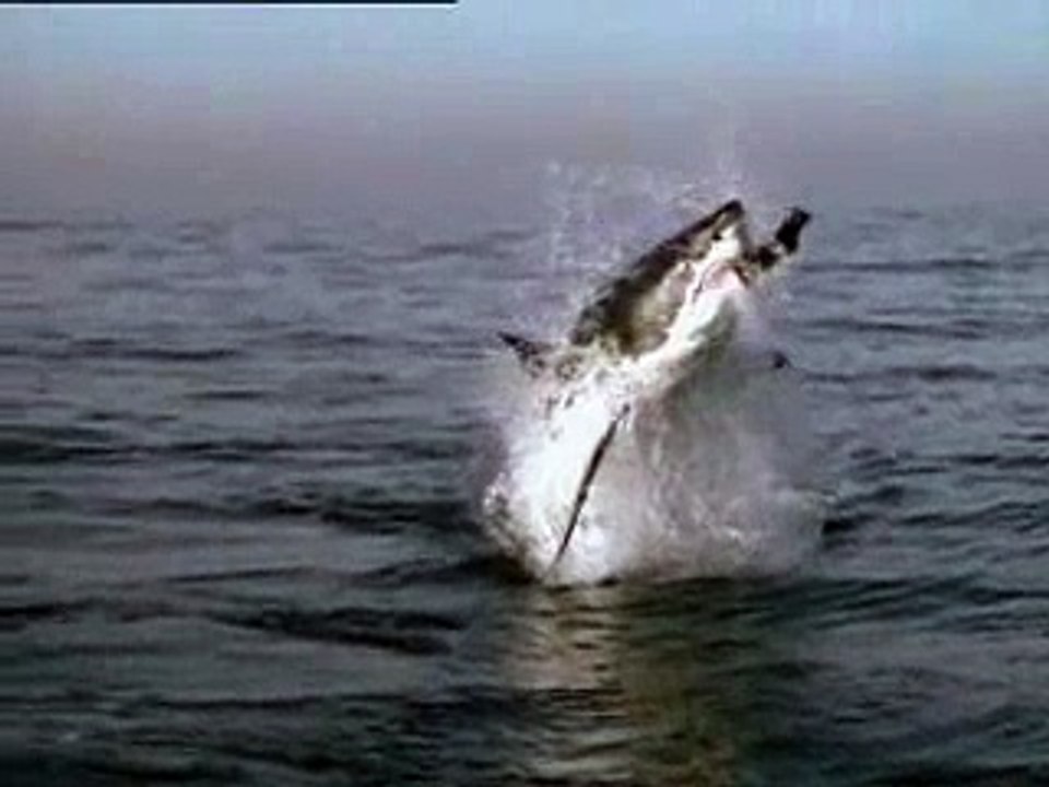 Shark-discusum.com