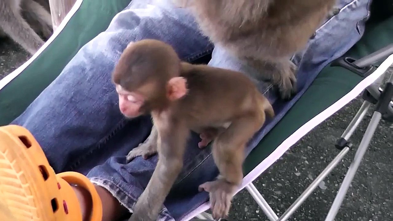 波勝崎苑の猿（おちょうだい母ちゃんの子供）Japanese Macaque Monkeys