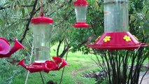 Hummingbird Mania - Juicy Juicy Buzz Love