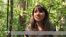 Wildlebende Kängurus: Down Under in Frankreich