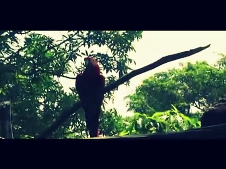 Dora Vergueiro - Vagabundo confesso