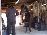Walk The Line being groomed, 2006 Morgan Gelding for sale, Morgan horse for sale