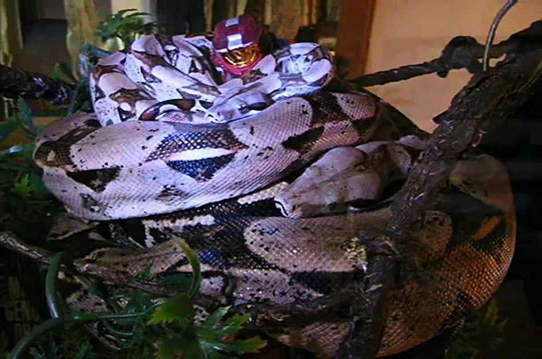 Red Tail Boa Eats Mouse Baby Learns Headshots