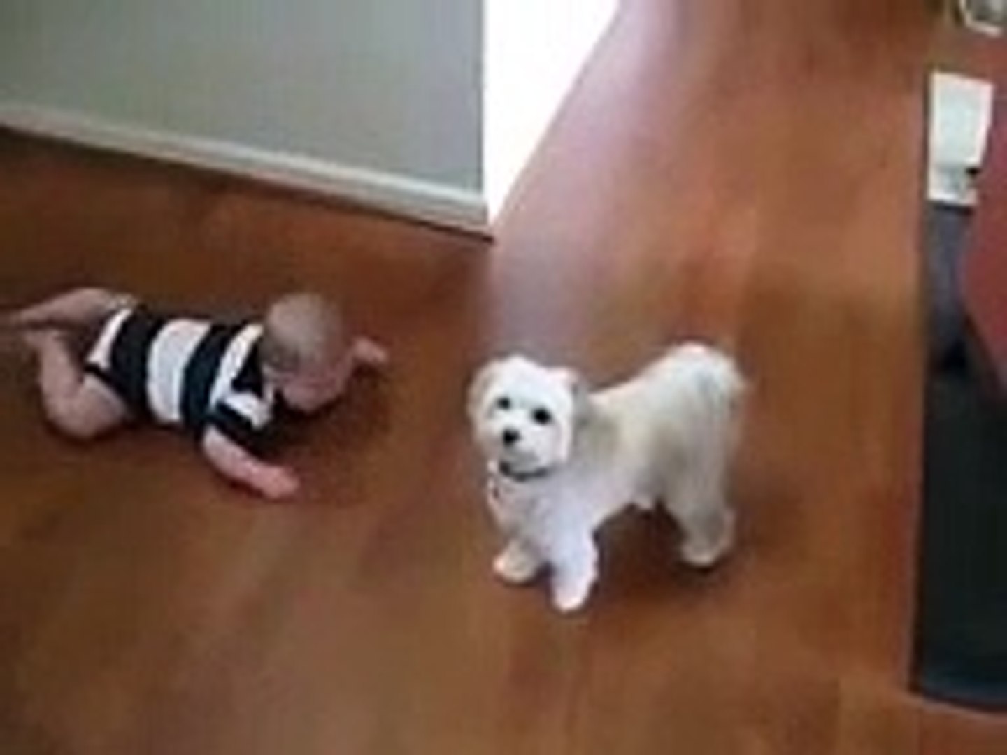 Dancing Dog Laughing Baby   Funny baby  funny dog videos   funny dog vines, baby 7