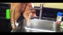 Funny Cats Videos Vines Complications Cute Kitty Try Not To Laugh 2015 HD #02