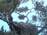 Maine Bald Eagles .. 11/22/08 .. Dad eats breakfast in the snow