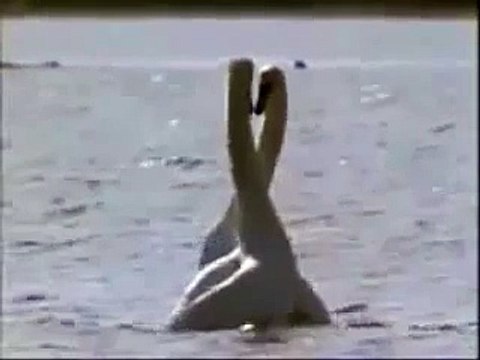 Лебединый танец Вальс))