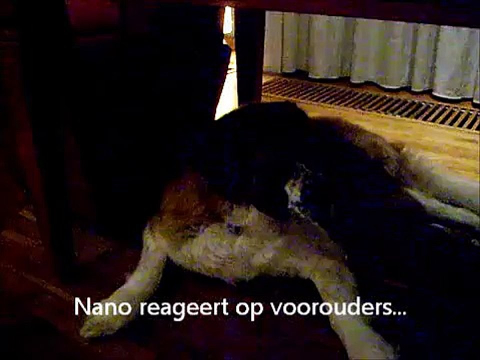 Wolvengehuil... (wolve howling)