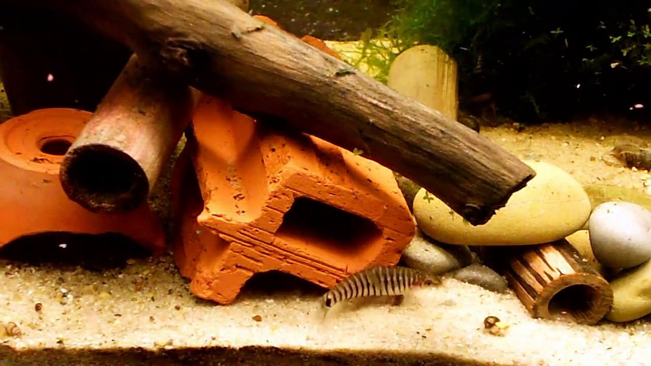 Yunnanilus cruciatus :: Tiger-Zwergschmerle :: Hovering Zebra Loach