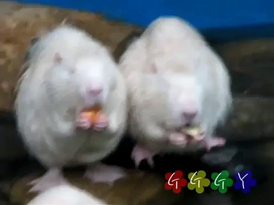 먹보 뉴트리아