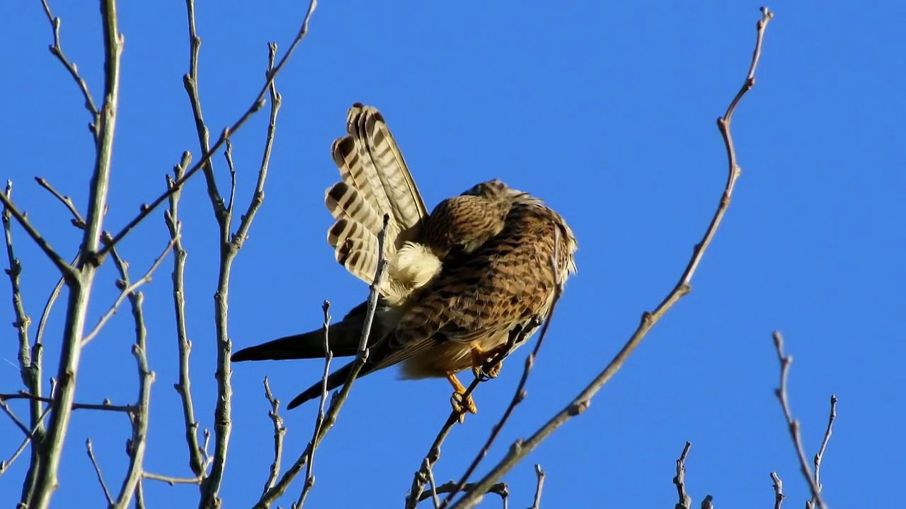Brussa Valle Vecchia: i falchi a caccia in Brussa (Gheppio, falco di palude...)