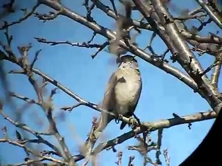 Golden-crowned Sparrow singing in Orwell, VT