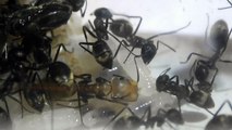 Мои муравьи- Camponotus leonardi