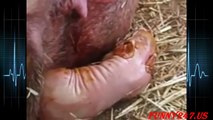 Pigs giving birth ☆ Animals Giving Birth