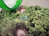Roborovski Hamsters Burrowing
