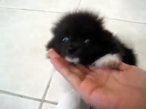 Black and White Teacup Pomeranian Puppy