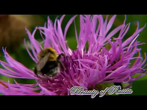 [HQ] Russian Anthem Remix - Гимн России Himno Ruso Russische Hymne 俄国国歌