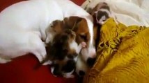 Female Jack Russell feed kitten and puppies puppy cat 