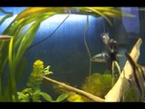 Meu aquario plantado com Bandeiras,Corydoras,Jundiás,Dojos,Neon e cia !! [HD]