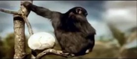 FUNNY ANIMALS WORLD CUP FINAL - FUNNIEST ANIMALS FOOTBALL CLIPS - Video Dailymotion