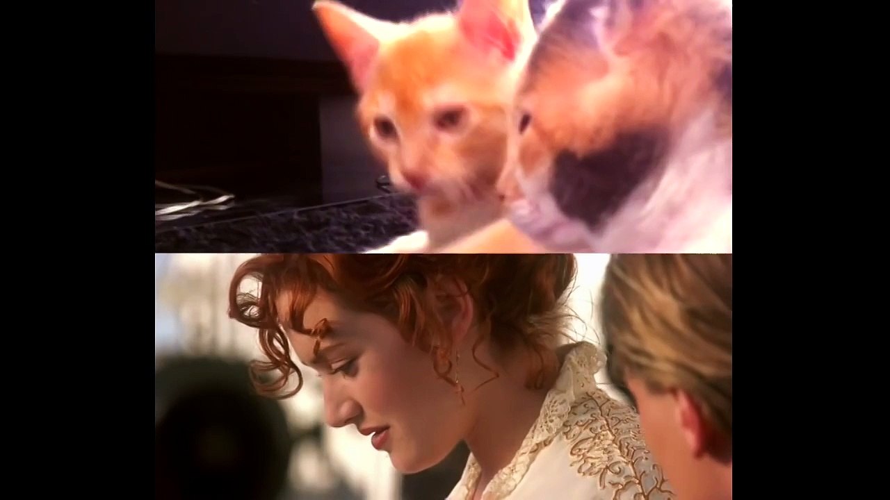 Titanic avec des chats ? Oui, c'est possible