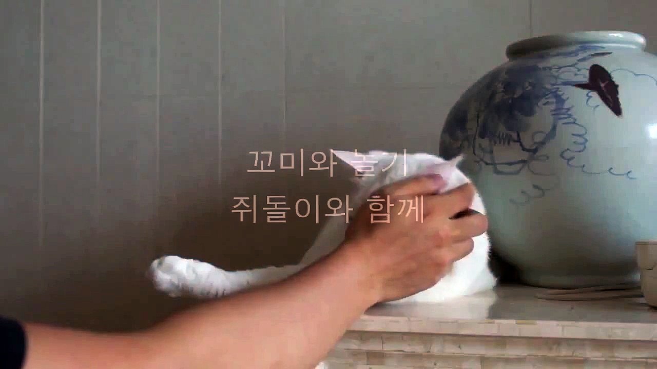꼬미는 터키쉬앙고라