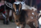 Week-Old Goat Kids Take on a Barn Cat