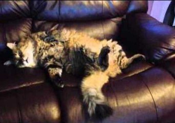 Cat Recovers After a Rough Day