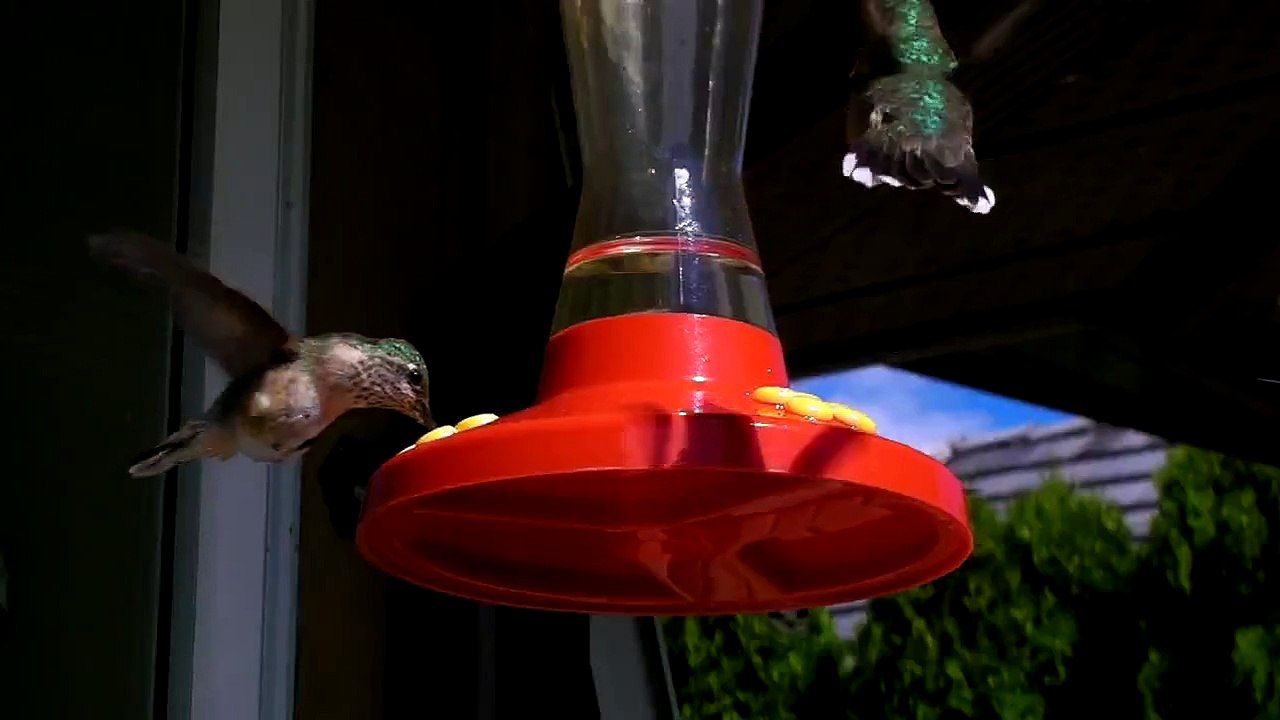 Baby Hummingbird feeding for the first time - Filmed with Sanyo Xacti VPC-FH1