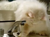 gato brincando com água