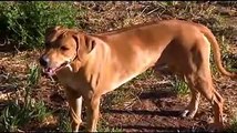 Rhodesian Ridgeback Video (Animal Planet)