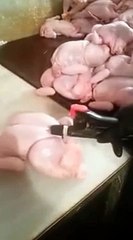 Aufgespritzte Hähnchen !