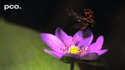 Ağır Çekimde Uğur Böceklerinin Uçuşu ve Kanatları