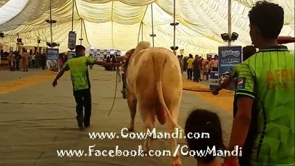 Beautiful Cows Mandi 2015